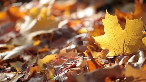 Vautumn maple leaf forest background Stock Footage 117418526