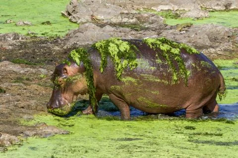 VB3A0267 Stock Photos