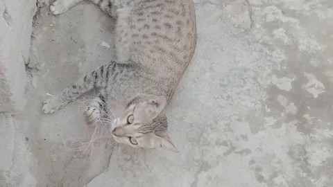 VCat Resting Calmly in Front of Camera Video stock 347248857