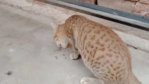 VCat Seen from Behind Looking at a Chicken, Natural Animal Interaction Vídeo Stock 347489060