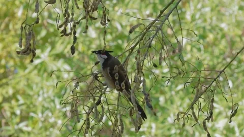 Vdeo captured in slow motion, a Red-whiskered bulbul, a colorful bird. Stock Footage 254022417