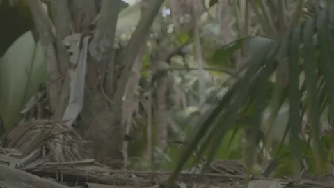 VdM rackfocus flat Stock Footage 80392823