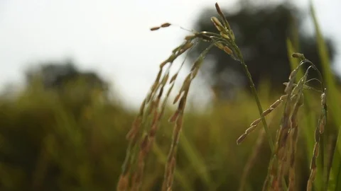 VDO 0337 Stock Footage 96513238