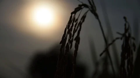 VDO 0338 Stock Footage 96513148