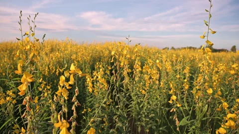 Vdo 4k beautiful yellow sunhemp or Crotalaria juncea Stock Footage 249990459