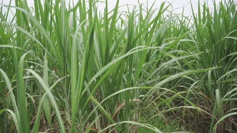 Vdo 4k sugarcane field sugarcane farm Stock Footage 249990327