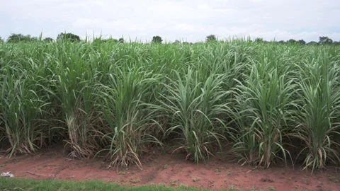 Vdo 4k sugarcane field sugarcane farm Stock Footage 249990329