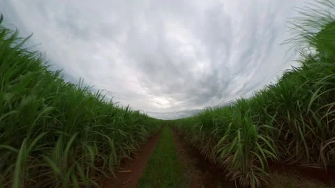 Vdo timelapse sugarcane field sugarcane farm Stock Footage 249990300