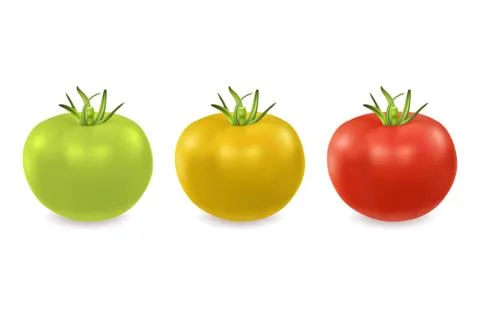 Vector 3d realistic green, yellow and red tomato icon set closeup isolated on Stock Illustration