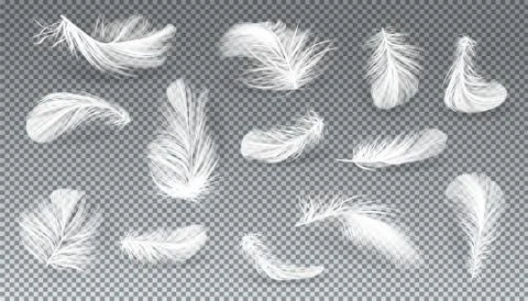 Vector 3d realistic set of white feathers イラスト素材