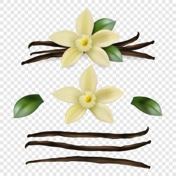 Vector 3d Realistic Sweet Scented Fresh Vanilla Flower with Dried Seed Pods and Illustrazione stock