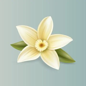 Vector 3d Realistic Sweet Scented Fresh Vanilla Flower with Leaves Closeup Stock Illustration