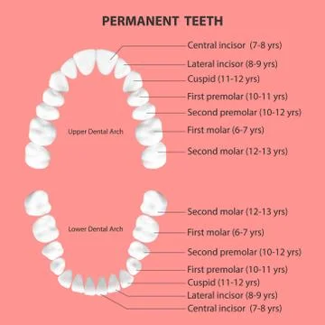 Vector 3d Realistic Teeth, Upper and Lower Adult Jaw, Top View. Anatomy Concept Illustrazione stock