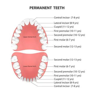 Vector 3d Realistic Teeth, Upper, Lower Adult Jaw, Top View. Anatomy Concept Illustrazione stock