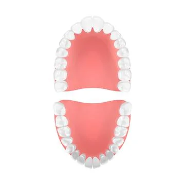 Vector 3d Realistic Teeth, Upper, Lower Adult Jaw, Top View. Anatomy Concept Illustrazione stock