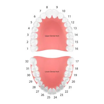 Vector 3d Realistic Teeth, Upper, Lower Adult Jaw, Top View. Anatomy Concept Stock Illustration