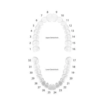 Vector 3d Realistic Teeth, Upper, Lower Adult Jaw, Top View. Anatomy Concept Illustrazione stock