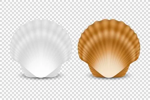 Vector 3d Realistic White and Brown Closed Scallop Pearl Seashell Icon Set Stock Illustration