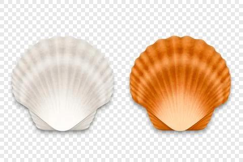 Vector 3d Realistic White and Brown Textured Closed Scallop Pearl Seashell Icon Illustrazione stock