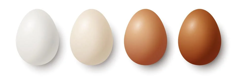 Vector 3d Realistic White and Brown Chicken Eggs Closeup Isolated. Chicken Egg Stock Illustration