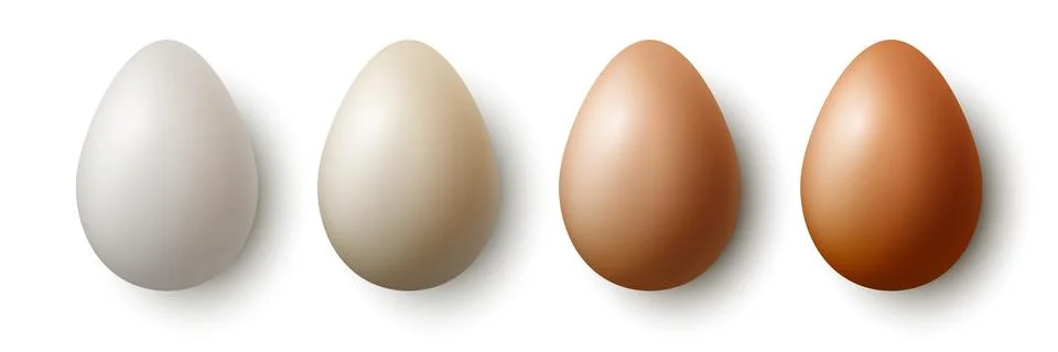 Vector 3d Realistic White and Brown Chicken Eggs Closeup Isolated. Chicken Egg Stock Illustration