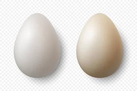 Vector 3d Realistic White Chicken Eggs Closeup Isolated. Textured Chicken Egg Stock Illustration