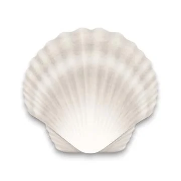 Vector 3d Realistic White Closed Scallop Pearl Seashell Icon Closeup Isolated on 스톡 일러스트