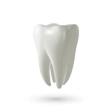 Vector 3d Tooth Illustration. Realistic White Molar Icon. Healthy Dental Anatomy Stock Illustration