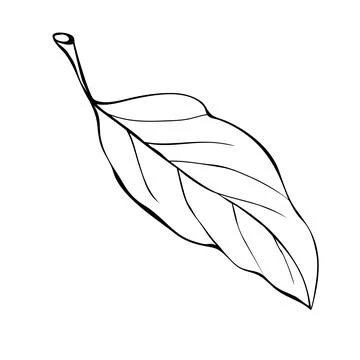 Vector abstract outline leaf in Doodle style isolated on white background. Si Illustrazione stock