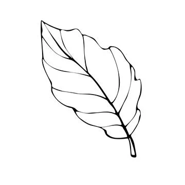 Vector abstract outline leaf in Doodle style isolated on white background. Si Stock Illustration
