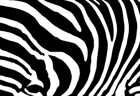 Vector abstract skin texture of zebra print pattern Illustrazione stock