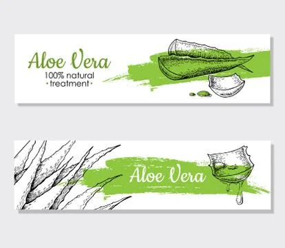 Vector aloe vera hand drawn illustrations. Aloe Vera banner, pos Illustrazione stock