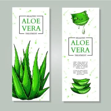 Vector aloe vera hand drawn banner. Natural cosmetic ingredient. Botanical Stock Illustration