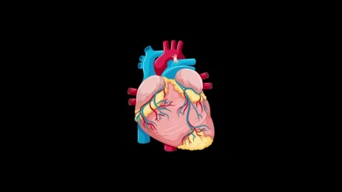 Vector Anatomical Human Heart Drawing Circulatory System Video stock 337514192