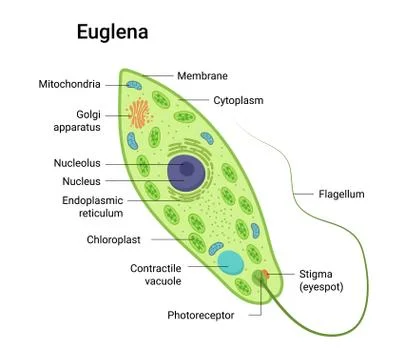 Vector anatomy of euglena. Educational illustration Stock-Illustration