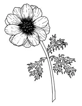 Vector Anemone Flower. Hand drawn floral illustration on white isolated Stock Illustration