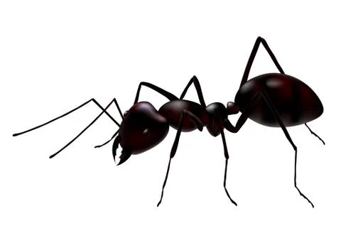 Vector ant Illustrazione stock