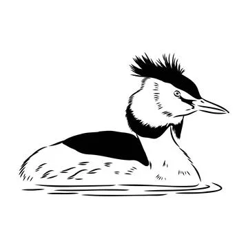 Vector antique engraving drawing illustration of female mallard duck isolated Stock Illustration