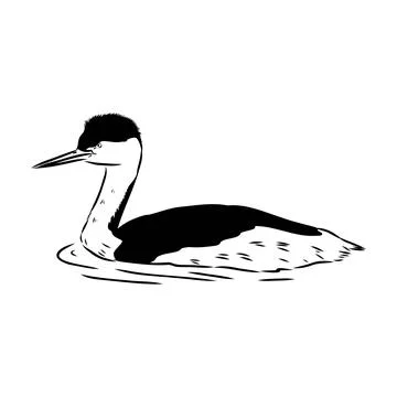 Vector antique engraving drawing illustration of female mallard duck isolated Stock Illustration