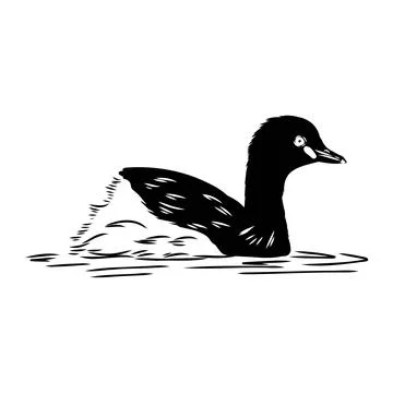 Vector antique engraving drawing illustration of female mallard duck isolated Stock Illustration