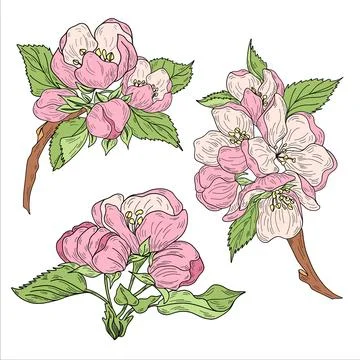 Vector apple branches with leaves, buds and flowers. Stock Illustration