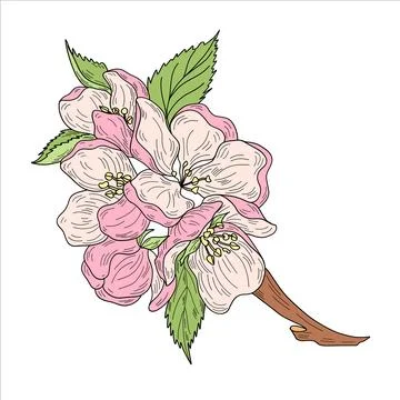 Vector apple branches with leaves, buds and flowers. Stock Illustration