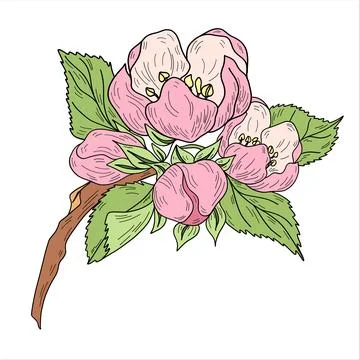 Vector apple branches with leaves, buds and flowers. Stock Illustration