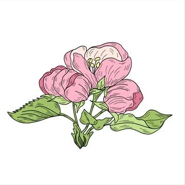 Vector apple branches with leaves, buds and flowers. Stock Illustration