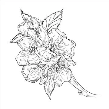 Vector apple branches with leaves, buds and flowers. Stock Illustration