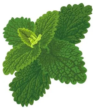 Vector art with nettle Stock Illustration