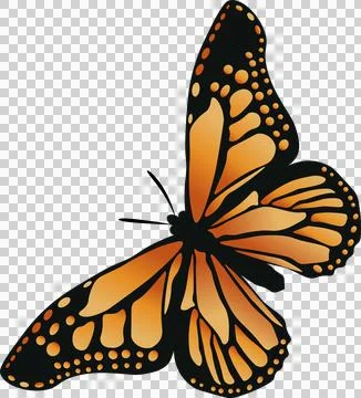 Vector art showing monarch butterfly spreading vibrant orange-black wings, Stock Illustration