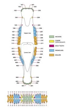 Vector artwork of the permanent dentition of horses Stock Illustration