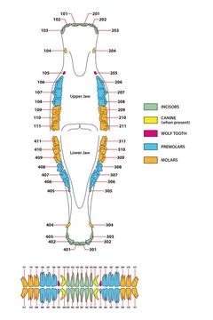 Vector artwork of the permanent dentition of horses vector artwork of the ... Stock Photos