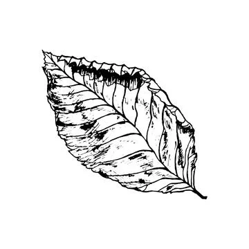 Vector autumn drawing leaf Stock Illustration